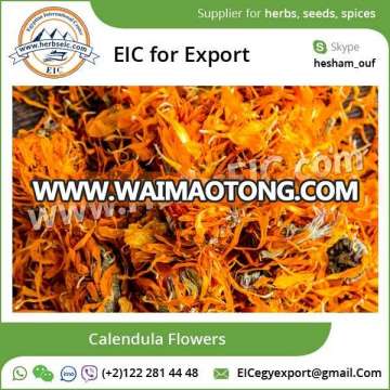 Wholesale Dried Flowers l Calendula Egypt l ISO 22000 Certified Factory