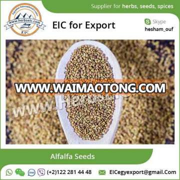 Exporter of High Quality Alfalfa Seeds at Affordable Rate